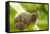 Common Garden Snail on Celery Stalk-null-Framed Stretched Canvas