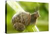 Common Garden Snail on Celery Stalk-null-Stretched Canvas