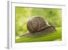 Common Garden Snail on Celery Stalk-null-Framed Photographic Print