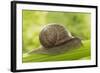 Common Garden Snail on Celery Stalk-null-Framed Photographic Print