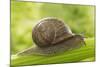 Common Garden Snail on Celery Stalk-null-Mounted Photographic Print