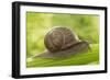 Common Garden Snail on Celery Stalk-null-Framed Photographic Print