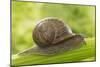 Common Garden Snail on Celery Stalk-null-Mounted Photographic Print