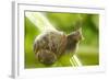Common Garden Snail on Celery Stalk-null-Framed Photographic Print