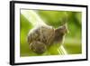 Common Garden Snail on Celery Stalk-null-Framed Photographic Print