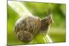 Common Garden Snail on Celery Stalk-null-Mounted Photographic Print