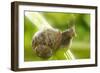 Common Garden Snail on Celery Stalk-null-Framed Photographic Print