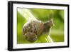 Common Garden Snail on Celery Stalk-null-Framed Photographic Print