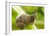 Common Garden Snail on Celery Stalk-null-Framed Photographic Print