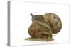 Common Garden Snail Two, Mating-null-Stretched Canvas