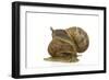 Common Garden Snail Two, Mating-null-Framed Photographic Print