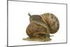 Common Garden Snail Two, Mating-null-Mounted Photographic Print