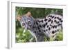 Common Genet (Genetta Genetta) Portrait, Arrabida Natural Park, Portugal, March-Luis Quinta-Framed Photographic Print