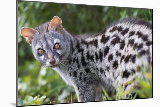 Common Genet (Genetta Genetta) Portrait, Arrabida Natural Park, Portugal, March-Luis Quinta-Mounted Photographic Print