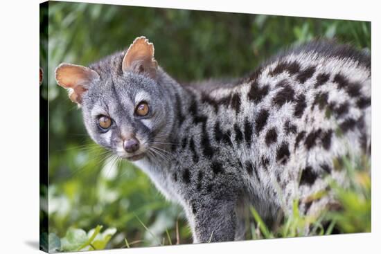 Common Genet (Genetta Genetta) Portrait, Arrabida Natural Park, Portugal, March-Luis Quinta-Stretched Canvas