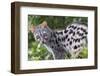 Common Genet (Genetta Genetta) Portrait, Arrabida Natural Park, Portugal, March-Luis Quinta-Framed Photographic Print