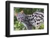 Common Genet (Genetta Genetta) Portrait, Arrabida Natural Park, Portugal, March-Luis Quinta-Framed Photographic Print