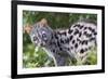 Common Genet (Genetta Genetta) Portrait, Arrabida Natural Park, Portugal, March-Luis Quinta-Framed Photographic Print