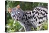 Common Genet (Genetta Genetta) Portrait, Arrabida Natural Park, Portugal, March-Luis Quinta-Stretched Canvas