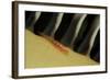 Common Ghost Goby on a Sea Pen. (Pleurosicya Mossambica) Komodo National Park, Indian Ocean-Reinhard Dirscherl-Framed Photographic Print