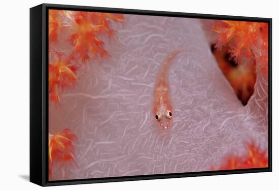 Common Ghost Goby on a Soft Coral. (Pleurosicya Mossambica) Komodo National Park, Indian Ocean-Reinhard Dirscherl-Framed Stretched Canvas