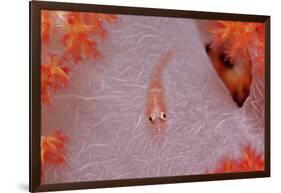 Common Ghost Goby on a Soft Coral. (Pleurosicya Mossambica) Komodo National Park, Indian Ocean-Reinhard Dirscherl-Framed Photographic Print