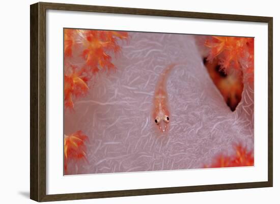 Common Ghost Goby on a Soft Coral. (Pleurosicya Mossambica) Komodo National Park, Indian Ocean-Reinhard Dirscherl-Framed Photographic Print