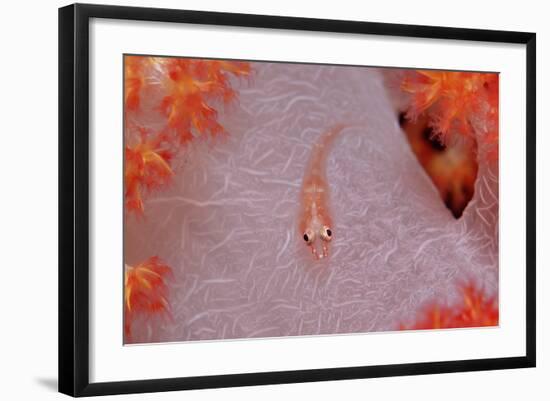 Common Ghost Goby on a Soft Coral. (Pleurosicya Mossambica) Komodo National Park, Indian Ocean-Reinhard Dirscherl-Framed Photographic Print