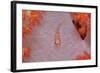 Common Ghost Goby on a Soft Coral. (Pleurosicya Mossambica) Komodo National Park, Indian Ocean-Reinhard Dirscherl-Framed Photographic Print