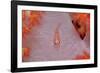 Common Ghost Goby on a Soft Coral. (Pleurosicya Mossambica) Komodo National Park, Indian Ocean-Reinhard Dirscherl-Framed Photographic Print