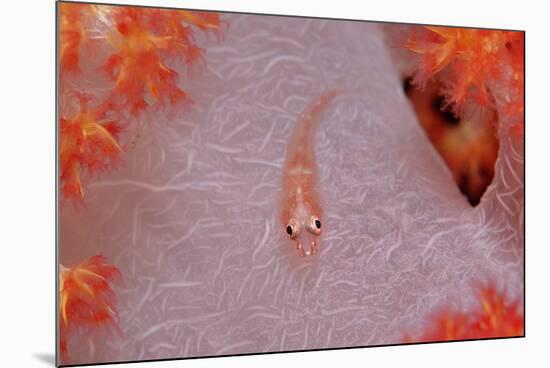 Common Ghost Goby on a Soft Coral. (Pleurosicya Mossambica) Komodo National Park, Indian Ocean-Reinhard Dirscherl-Mounted Photographic Print