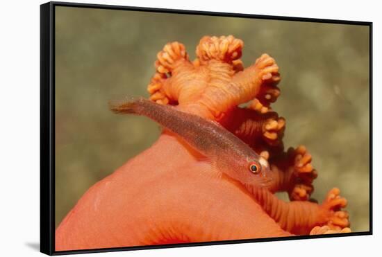 Common Ghost Goby on Gorgonian-Hal Beral-Framed Stretched Canvas