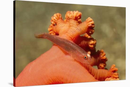 Common Ghost Goby on Gorgonian-Hal Beral-Stretched Canvas