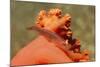 Common Ghost Goby on Gorgonian-Hal Beral-Mounted Photographic Print