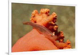 Common Ghost Goby on Gorgonian-Hal Beral-Framed Photographic Print