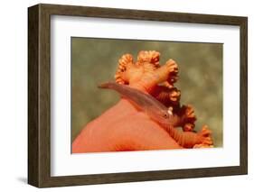 Common Ghost Goby on Gorgonian-Hal Beral-Framed Photographic Print