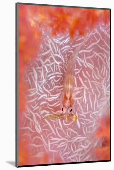 Common Ghostgoby (Pleurosicya Mossambica) with Another Fish-Alex Mustard-Mounted Photographic Print