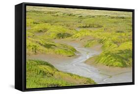 Common Glasswort (Salicornia Europaea) Growing on Saltmarsh, Abbotts Hall Farm Nr, England, UK-Terry Whittaker-Framed Stretched Canvas