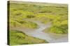 Common Glasswort (Salicornia Europaea) Growing on Saltmarsh, Abbotts Hall Farm Nr, England, UK-Terry Whittaker-Stretched Canvas