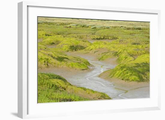 Common Glasswort (Salicornia Europaea) Growing on Saltmarsh, Abbotts Hall Farm Nr, England, UK-Terry Whittaker-Framed Photographic Print