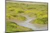 Common Glasswort (Salicornia Europaea) Growing on Saltmarsh, Abbotts Hall Farm Nr, England, UK-Terry Whittaker-Mounted Photographic Print