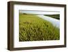 Common Glasswort (Salicornia Europaea) Growing on Saltmarsh, Abbotts Hall Farm Nr, England, UK-Terry Whittaker-Framed Photographic Print