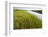 Common Glasswort (Salicornia Europaea) Growing on Saltmarsh, Abbotts Hall Farm Nr, England, UK-Terry Whittaker-Framed Photographic Print