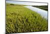 Common Glasswort (Salicornia Europaea) Growing on Saltmarsh, Abbotts Hall Farm Nr, England, UK-Terry Whittaker-Mounted Photographic Print