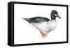 Common Goldeneye (Bucephala Clangula), Duck, Birds-Encyclopaedia Britannica-Framed Stretched Canvas