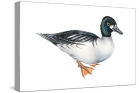 Common Goldeneye (Bucephala Clangula), Duck, Birds-Encyclopaedia Britannica-Stretched Canvas