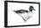 Common Goldeneye (Bucephala Clangula), Duck, Birds-Encyclopaedia Britannica-Framed Poster