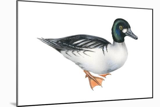 Common Goldeneye (Bucephala Clangula), Duck, Birds-Encyclopaedia Britannica-Mounted Poster