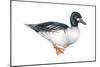 Common Goldeneye (Bucephala Clangula), Duck, Birds-Encyclopaedia Britannica-Mounted Poster