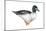 Common Goldeneye (Bucephala Clangula), Duck, Birds-Encyclopaedia Britannica-Mounted Poster